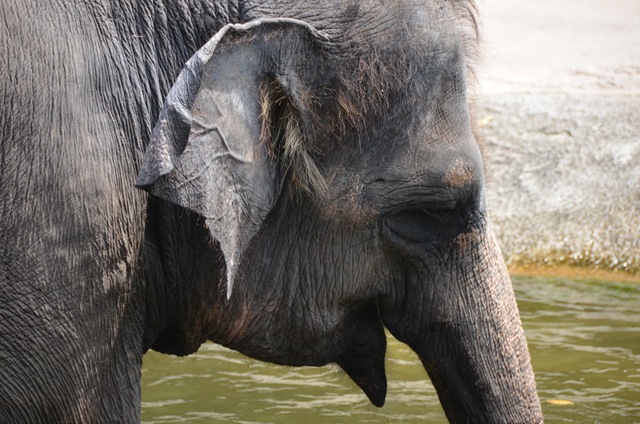 Eléphant d'Asie ONE_1195