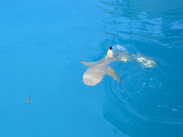 requin en pleine chasse! ONE_7437