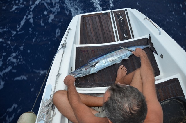 Wahoo de l'Indien. ONE_7529