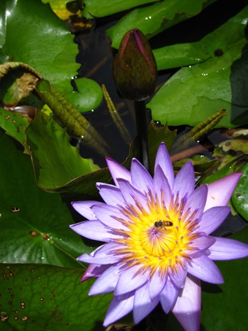 Nénuphar Nénuphar
