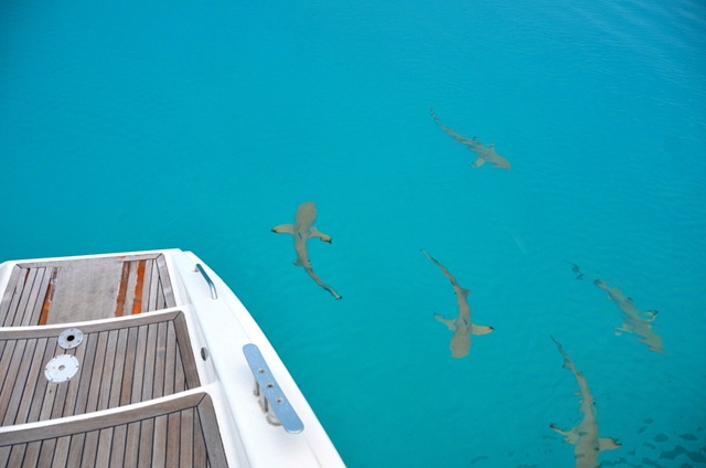 requins pointe noire ONE_7424