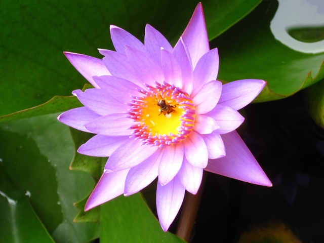 l'air de rien le bourdon butine sa fleur de nénuphar l’air de rien le bourdon butine sa fleur de nénuphar