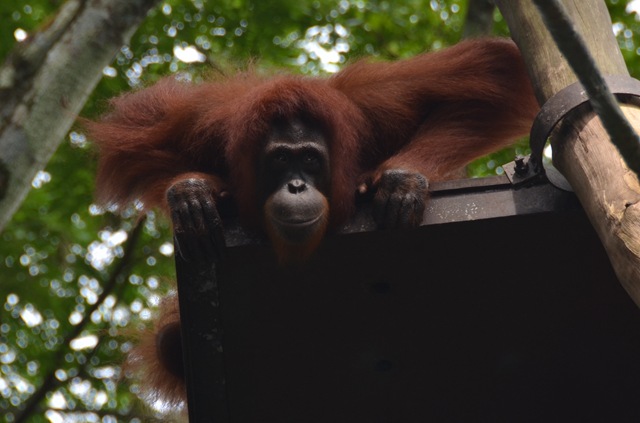 Orang Utan de Borneo ONE_1224