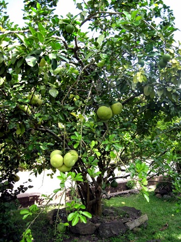 Pamplemoussier Pamplemoussier