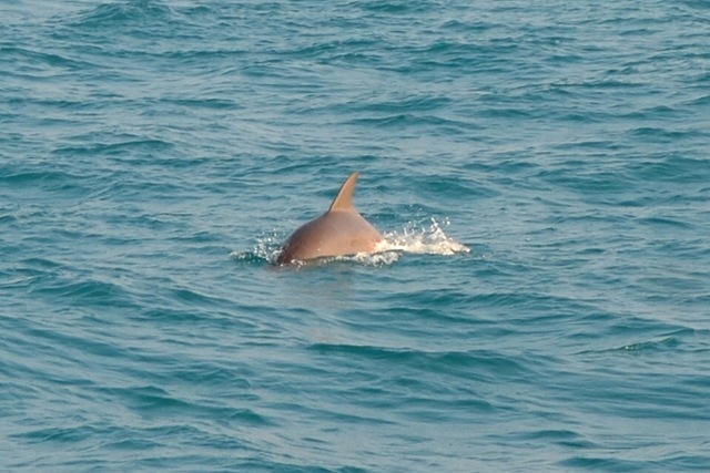 Après l'Asie, les dauphins retrouvés ONE_7288