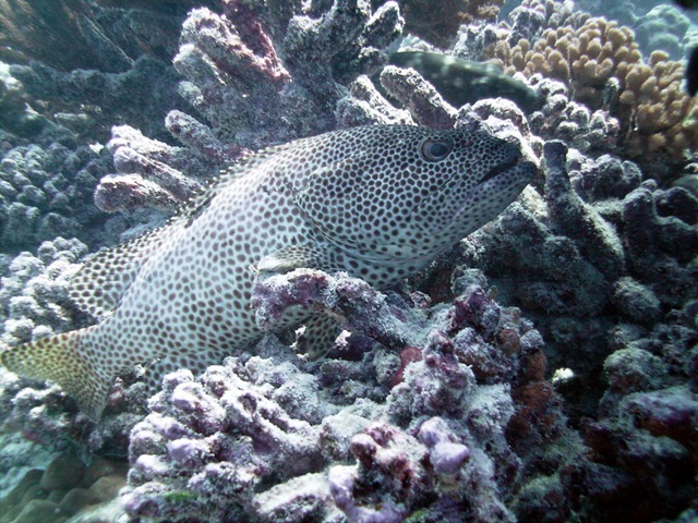 Mérou Tétrodon moucheté Mérou Tétrodon moucheté