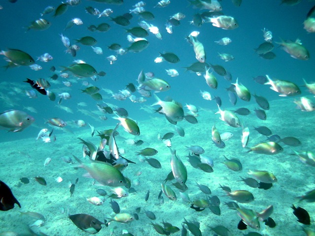 L'aquarium L’aquarium