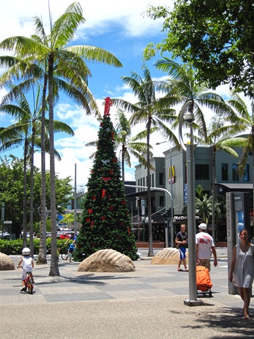 mon beau sapin d'Australie IMG_3372
