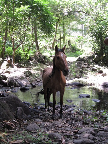 1er cheval pour Oscar 1er cheval pour Oscar