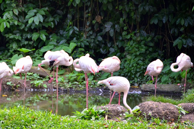 Flamant rose - Flamingo ONE_0967