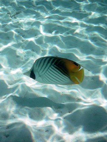 Poisson chirurgien Poisson chirurgien