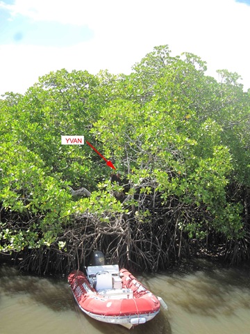 Yvan en train d'attacher les amarres de milo dans la mangrove IMG_4744