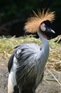 From Wild Africa ONE_0989