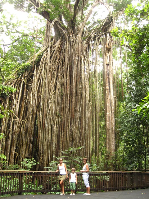 Curtain fig IMG_4516