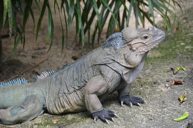 rhino iguana ONE_1074