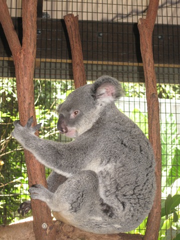 Koala dans son Eucalyptus IMG_2876