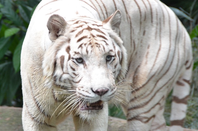 Tigre Blanc ONE_1121-1