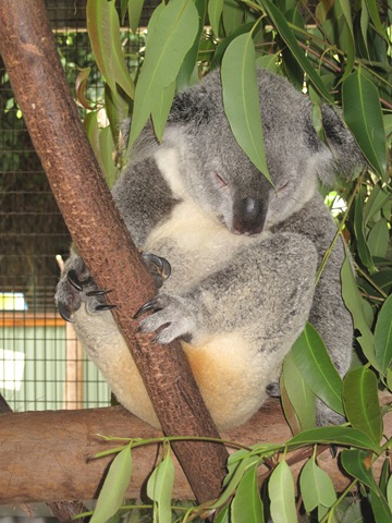 Koala IMG_2878