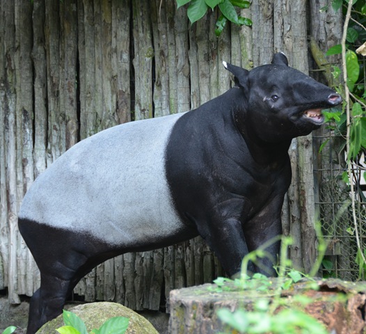 Tapir ONE_1149