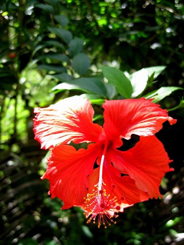 Hibiscus Hibiscus