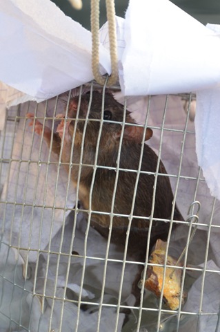 Et... Ratatouille tout droit sorti de Disney! Et… Ratatouille tout droit sorti de Disney!