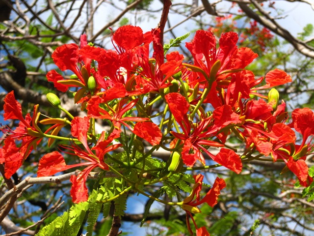 Fleur du Flamboyant Fleur du Flamboyant