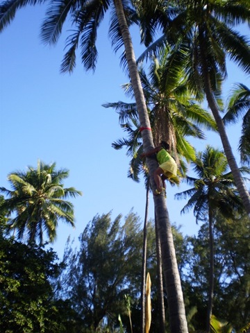 Monter de cocotier Monter de cocotier