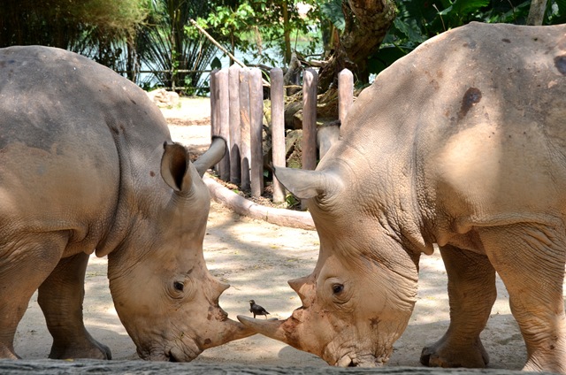 Rhinocéros blanc ONE_0991