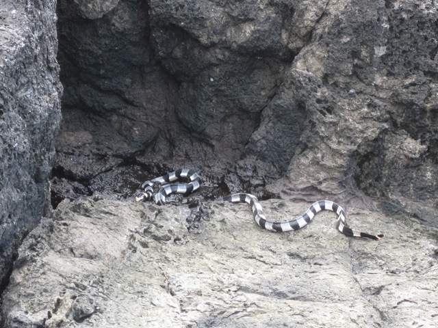 serpent tricots-rayé au venin mortel, plus fort que celui du cobra serpent tricots-rayé au venin mortel, plus fort que celui du cobra