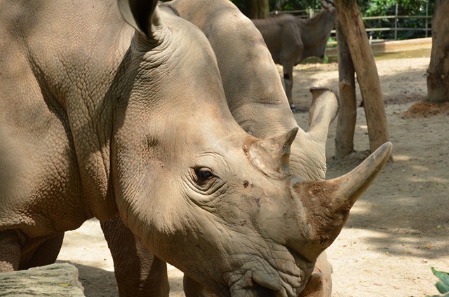 Rhinocéros blanc ONE_1017