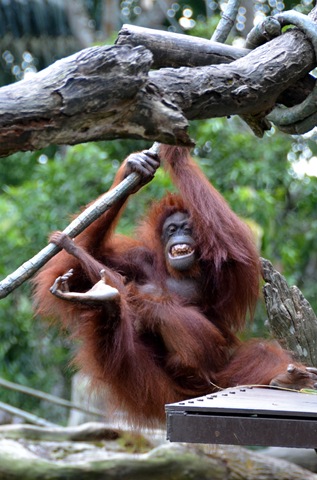 Orang Utan de Borneo ONE_0986