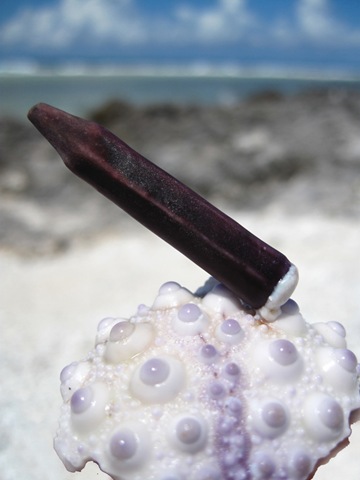 Oursin crayon Oursin crayon