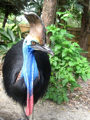 Cassowary IMG_3151