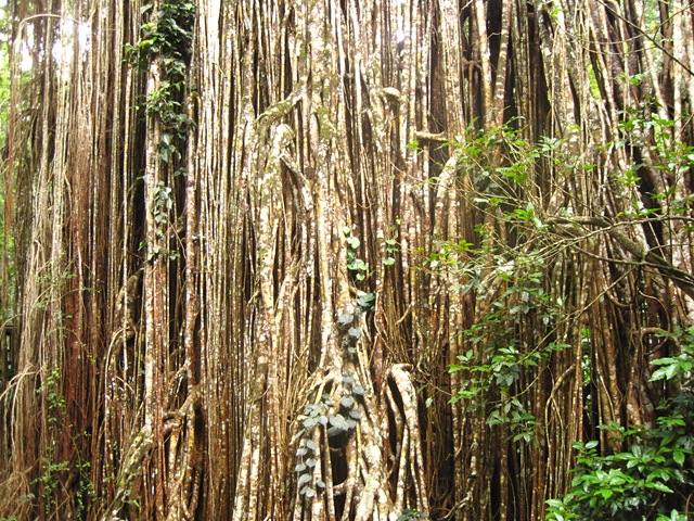 Curtain fig IMG_4506