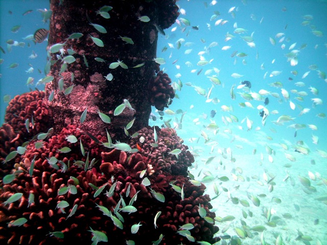 Aquarium Aquarium