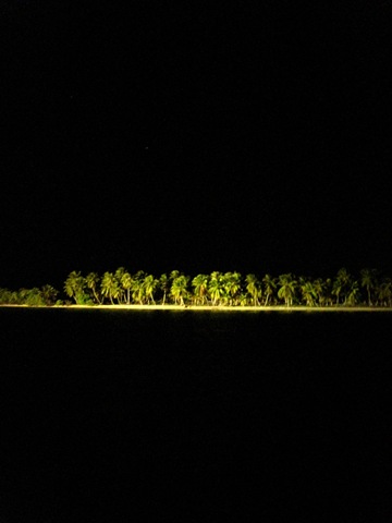 cocotiers by night cocotiers by night