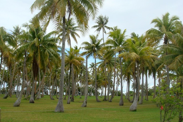 cocoteraie cocoteraie