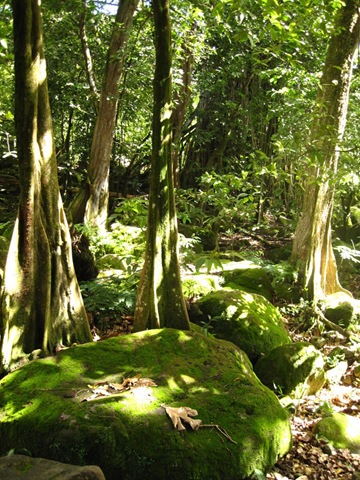 Couvert végétal Couvert végétal