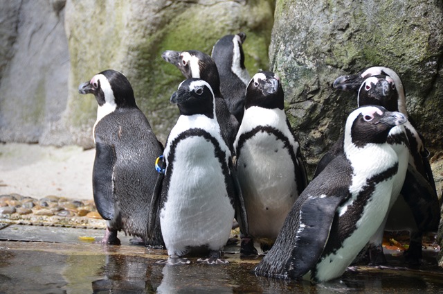 Pingouins d'Afrique ONE_1229
