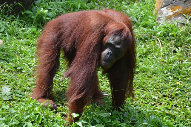 Orang Utan de Borneo ONE_0978