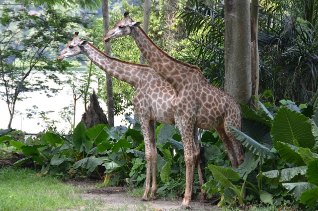 Giraffes ONE_1039