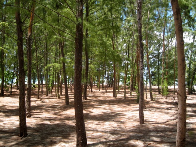 Foret de Aïto sur la plage Foret de Aïto sur la plage