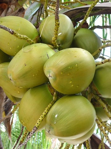Coco fraiches Coco fraiches