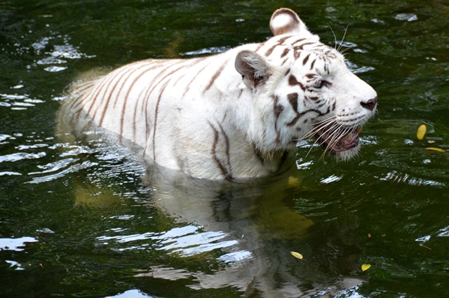 Tigre Blanc ONE_1110