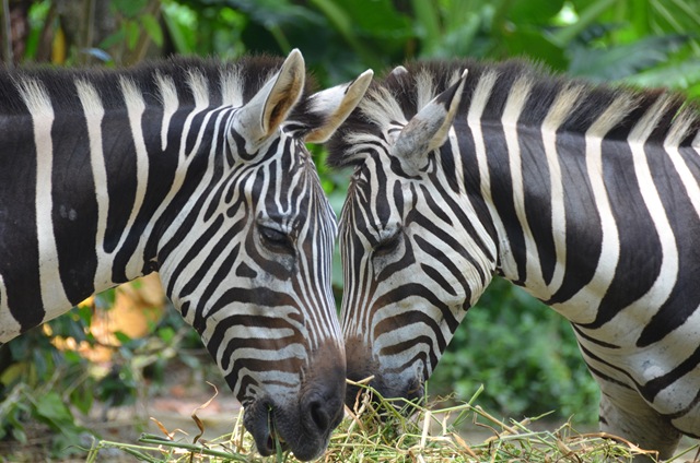 Zebra ONE_1025
