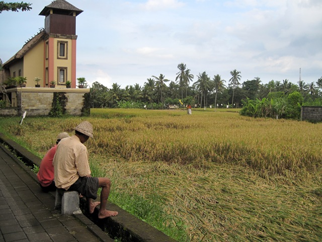 Rizière Bali Indonésie IMG_5928