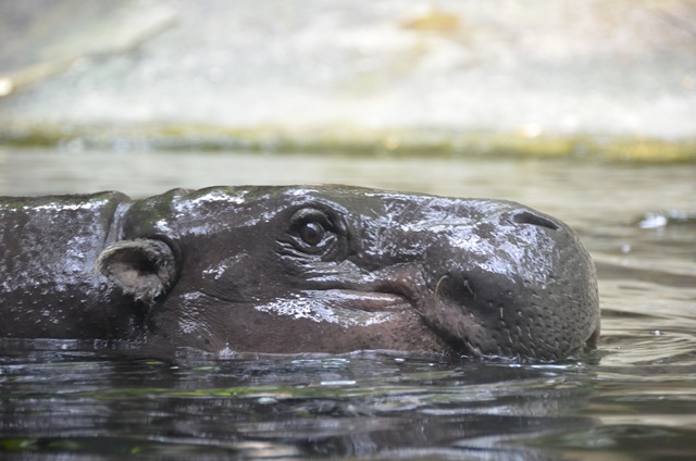 Pygmy Hippo ONE_1163