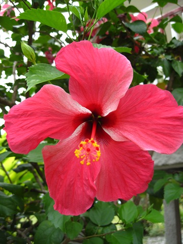 Hibiscus Hibiscus