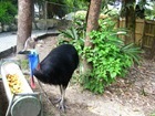 le Cassowary mange des fruits qu'il avale tout entier, des limacons et petits animaux morts IMG_3149